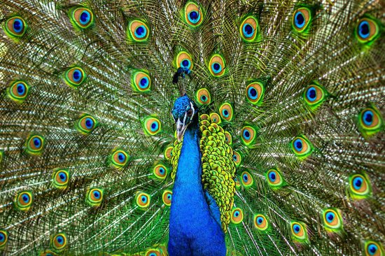 100% Nederlandse Productie! │ Flitzz Diamond Painting │ Pauw │ Formaat 75 x 50 cm │ Diamond Painting Pakket Volwassen │ Volledige bedekking │ Vierkant │ Full │ 76 kleuren