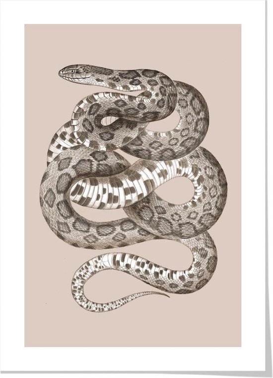 Art print ‘Fox Snake’ 50x70 cm.