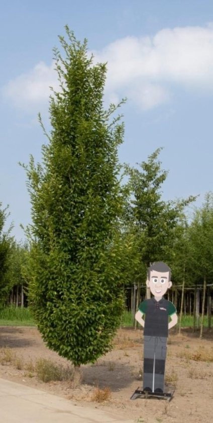 Foto: Bomenbezorgd nl zuilboom haagbeuk laagstam volgroeid totaalhoogte 500 700 cm carpinus betulus fastigiata 