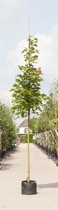 Zuil esdoorn Acer platanoides Columnare h 250 cm st. omtrek 8 cm