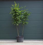 Haagbeuk meerstammig Carpinus betulus h 275 cm