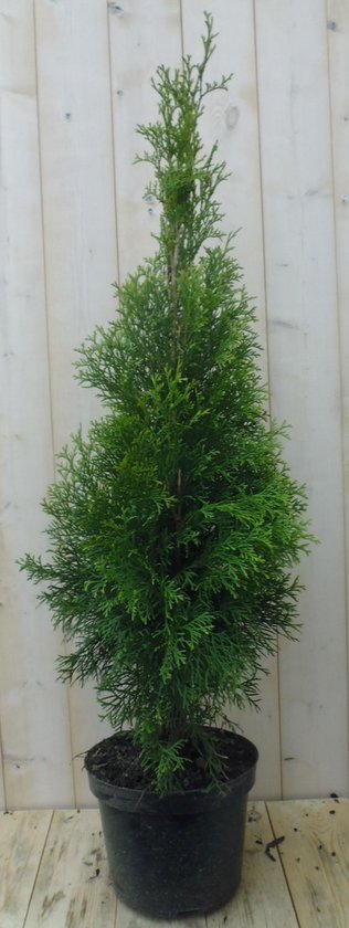 Conifeer Thuja Smaragd - 150-180 cm - Voor geelgroene hagen | bol