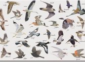 Bekking & Blitz - Placemat - Kunst - Vogels - Elwin van der Kolk - Vogelbescherming Nederland