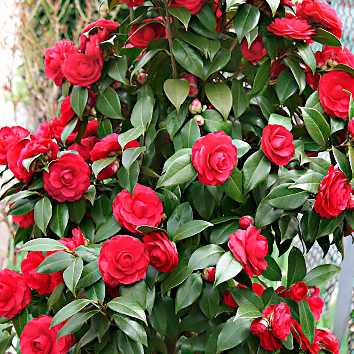 Camellia Japonica 'Black Lace' - Camelia rood - ↑ 35-40cm - Ø 15cm | bol.com