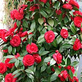 Camellia Japonica 'Black Lace' - Camelia rood - ↑ 35-40cm - Ø 15cm