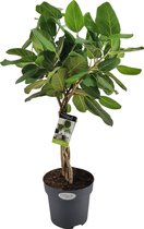 Kamerplant van Botanicly – Banyanboom – Hoogte: 90 cm – Ficus Benghalensis Audrey