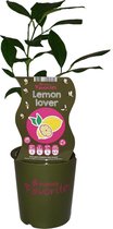 Citroenplant - Lemon Lover