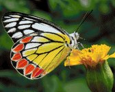 MyHobby Borduurpakket – Wit geel rode vlinder 50×40 cm - Aida stof 5,5 kruisjes/cm (14 count)