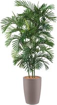 HTT - Kunstplant Areca palm in Genesis rond taupe H200 cm