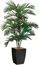 HTT - Kunstplant Areca palm in Genesis vierkant antraciet H170 cm