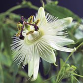 2x Passiflora 'Constance Elliot' - Passiebloem wit - Set van 2 - ↑ 65-75cm - Ø 14cm