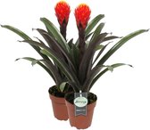 Breasy Bromelia Guzmania Tala Orange | tropisch bloeiende kamerplant| 2 stuks | Ø12cm |  35-50 cm