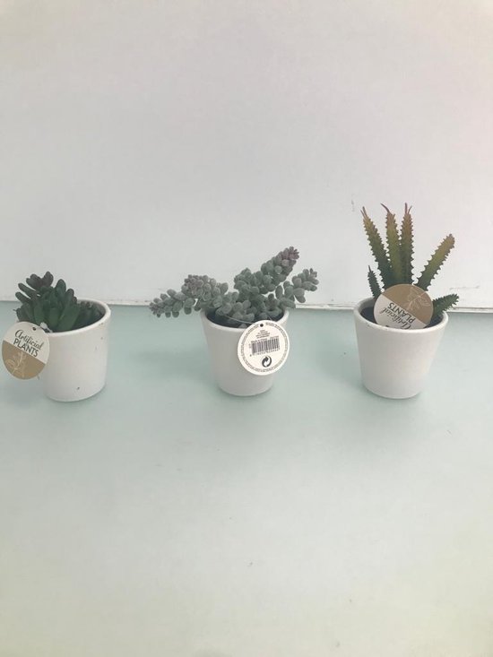 Nep Plantjes 3 Stuks Bol