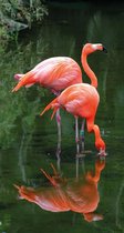 Tuinschilderij Flamingo setje 50x70cm