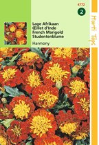 2 stuks Tagetes patula nana Petite Harmony