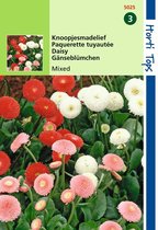 2 stuks - Hortitops - Bellis Perennis Pomponette Gemengd