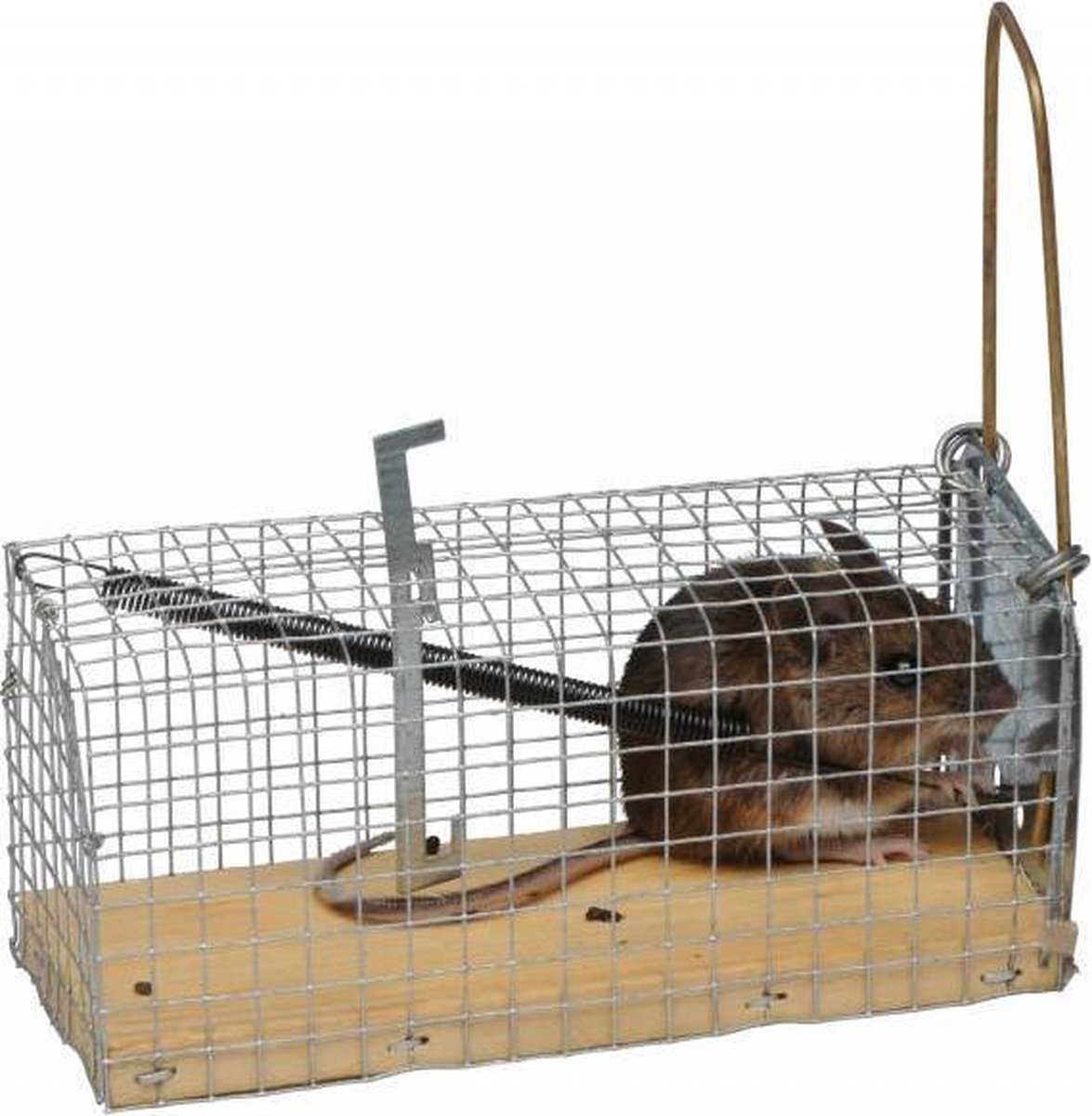Plancher en bois de la cage de la souris