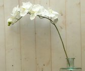 Kunstvlinderorchidee groot op steker wit