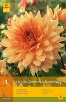 2 stuks 1 Dahlia Glorie Van Noordwijk