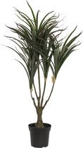 EUROPALMS Dracena, green-red, 90cm