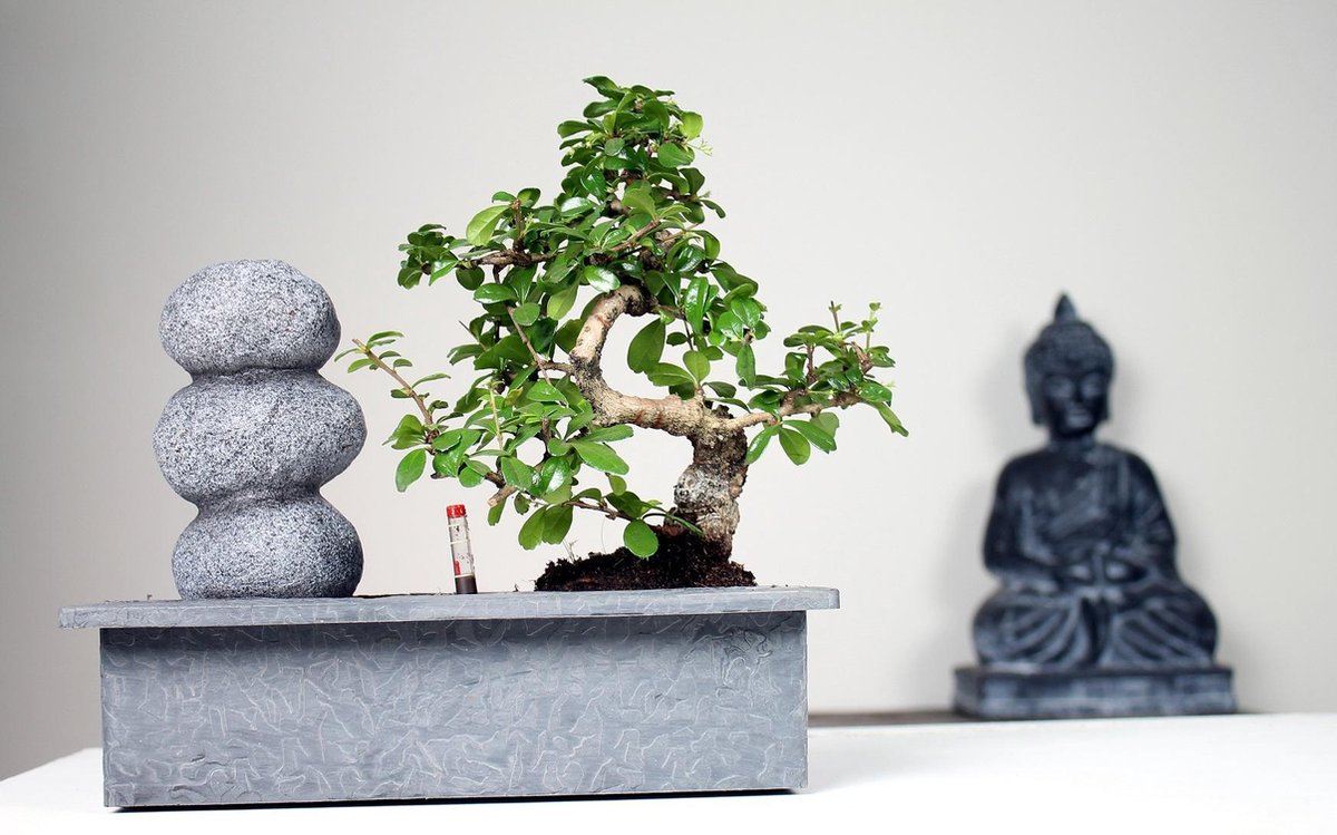PLANT IN A BOX Bonsai boompje met Easycare watersysteem én stromende waterval over...