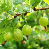 Kruisbes - Ribes uva-crispa Tatjana (1L) - kleinfruit - fruitstruik - zelf fruit kweken - bessen - 3 stuks