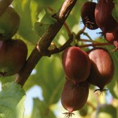Kiwibes 'Ken's Red' (Actinidia arguta) - kleinfruit - fruitstruik - zelf kiwi's kweken - 3 stuks