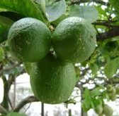Citrus auratifolia ' Limoen' 2 liter pot (12 bij 20 cm) Citroen potgedrukt 60 cm inclusief pot voor tuin terras of balkon.
