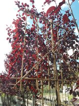 Leisierpruim | Prunus cerasifera Nigra | Stamomtrek: 8-10 cm | Stamhoogte: 200 cm | Rek 120 cm