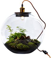 Growing Concepts DIY Duurzaam Ecosysteem Bol Demeter Giant met Lamp - Planten - Botanische Mix - H42xØ40cm