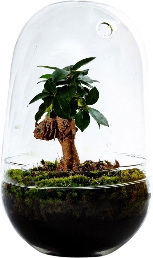 Growing Concepts DIY Duurzaam Ecosysteem Egg Large - Ficus Ginseng - H30xØ18cm