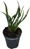 Hosta Hands Up®, vaste plant, 13 cm pot