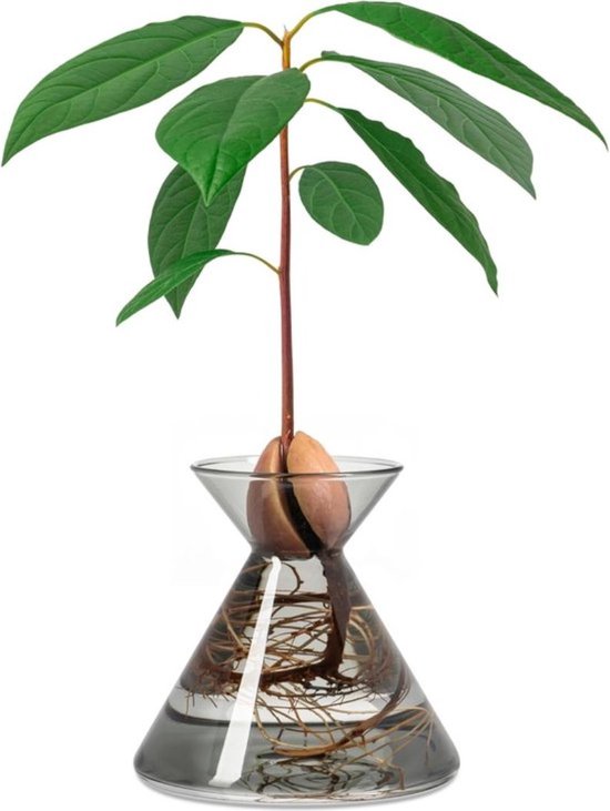 Avocado Flask Glazen Vaas voor Avocado Zaden - Planten Kweekset in Water Groen Cadeau voor Interieurdecoratie