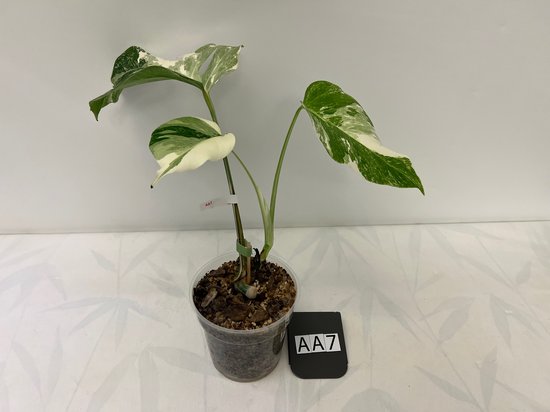 Monstera Deliciosa Variegata