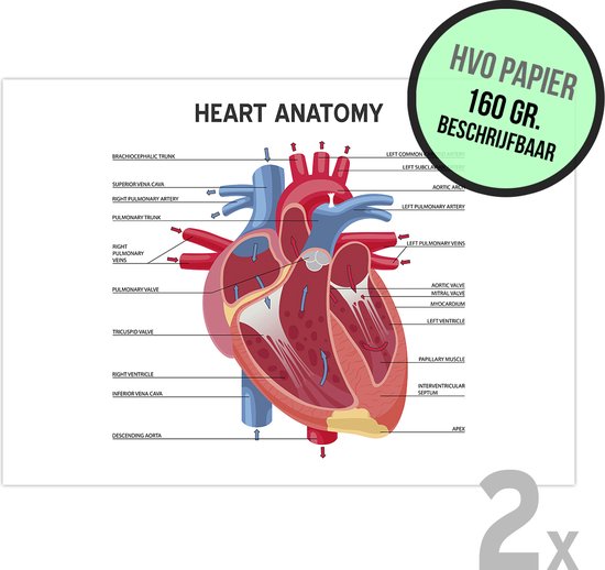 Anatomische kaart/ posters (2x) | "Heart Anatomy" | 59 x 42 cm | A2 formaat | Hart Anatomie | Het menselijke lichaam | Medisch | Poster | Ziekenhuis | Educatief | Beschrijfbaar | 2 stuks