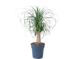 Plant in a Box - Beaucarnea recurvata - Bijzondere kamerplant met robuuste stam - Olifantspoot - Pot 21cm - Hoogte 60-70cm