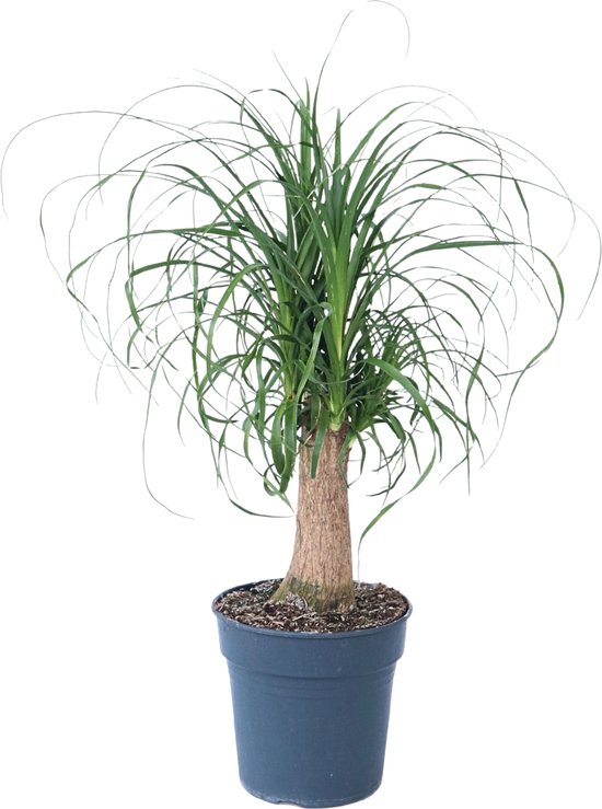 Beaucarnea – Recurvata – Olifantspoot – Hoogte 60 tot 70cm