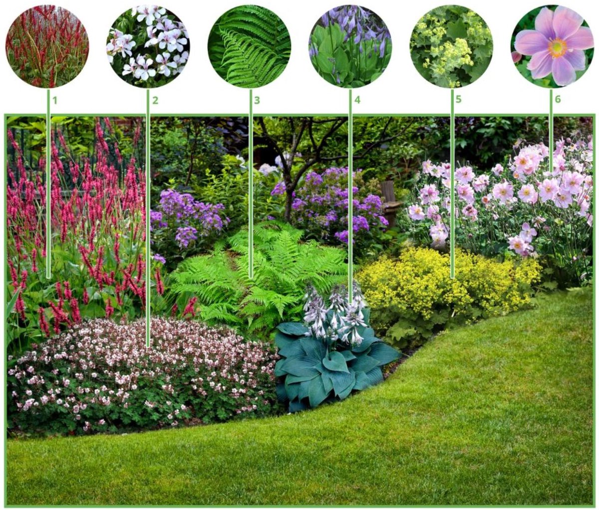 Borderpakket Schaduwtuin (12 planten: 2m2) - Bijen-Vlinders - Bodembedekkers - Groenblijvend - Snijbloemen - Vaste planten