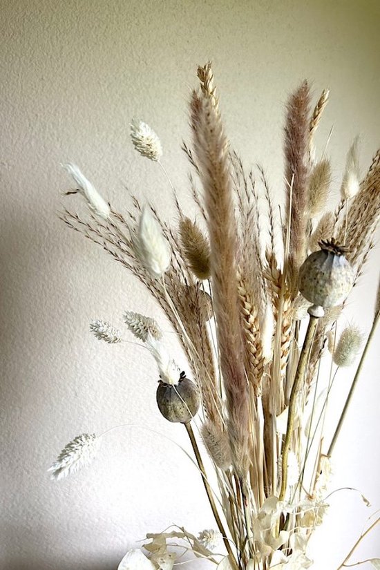 Droogbloemen – Boeket madelief incl. schelpvaas - La Florista - Witte droogbloemen - Natural - Neutrale droogbloemen - Beige droogbloemen