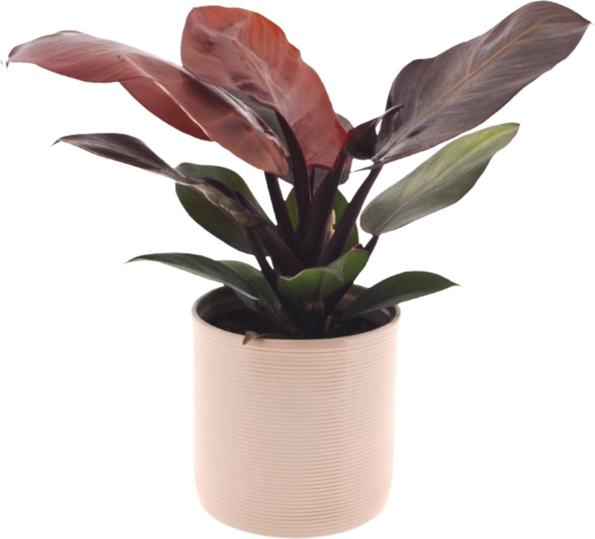 Philodendron Sunlight | 30cm | incl. Off white keramieken pot