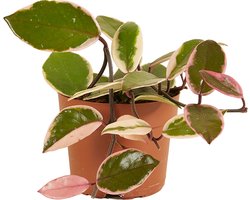 Bloomique - Hoya Flamingo - Wasbloem - Hangplant - Kamerplanten - Gemakkelijk Te Verzorgen - 15-20 cm Hoog - Pot 12 cm Bloomique - Hoya Flamingo - Wasbloem - Hangplant - Kamerplanten - Gemakkelijk Te Verzorgen - 15-20 cm Hoog - Pot 12 cm