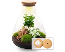 Terrarium - Sam LED Coffea - ↑ 30 cm - Ecosysteem plant met lamp - Verlichting - DIY planten terrarium - Mini ecosysteem