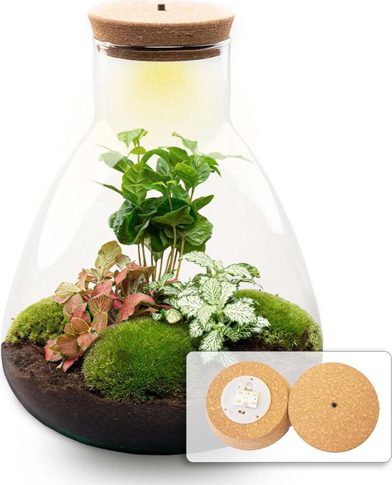 Terrarium - Sam LED Coffea - ↑ 30 cm - Ecosysteem plant met lamp - Verlichting - DIY planten terrarium - Mini ecosysteem