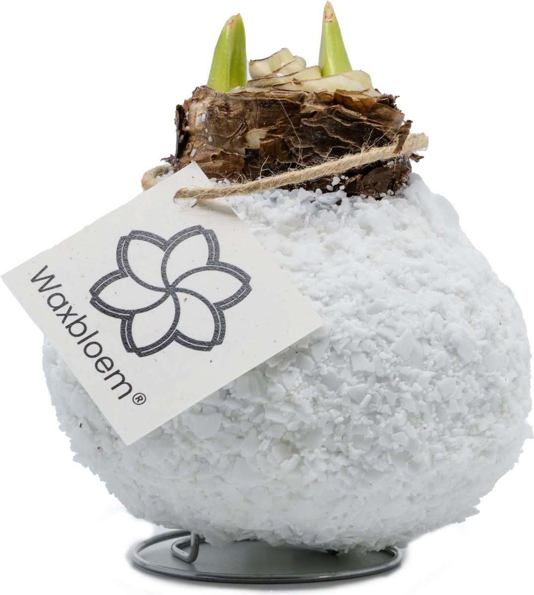 Waxbloem® | Wax Amaryllis | Sneeuw