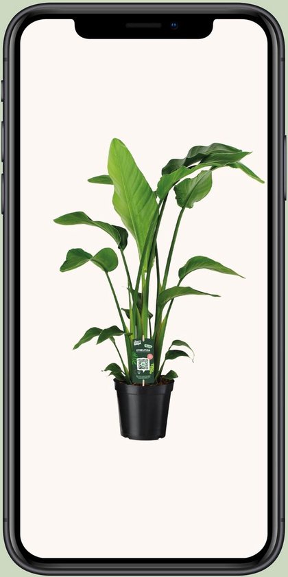 Strelitzia