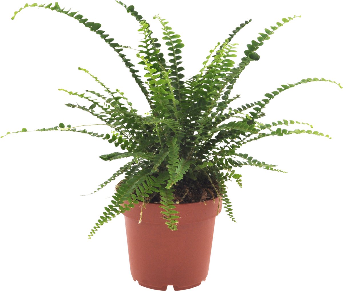 Nephrolepis | 30cm | Nestvaren | Duffii | excl. Keramieken pot