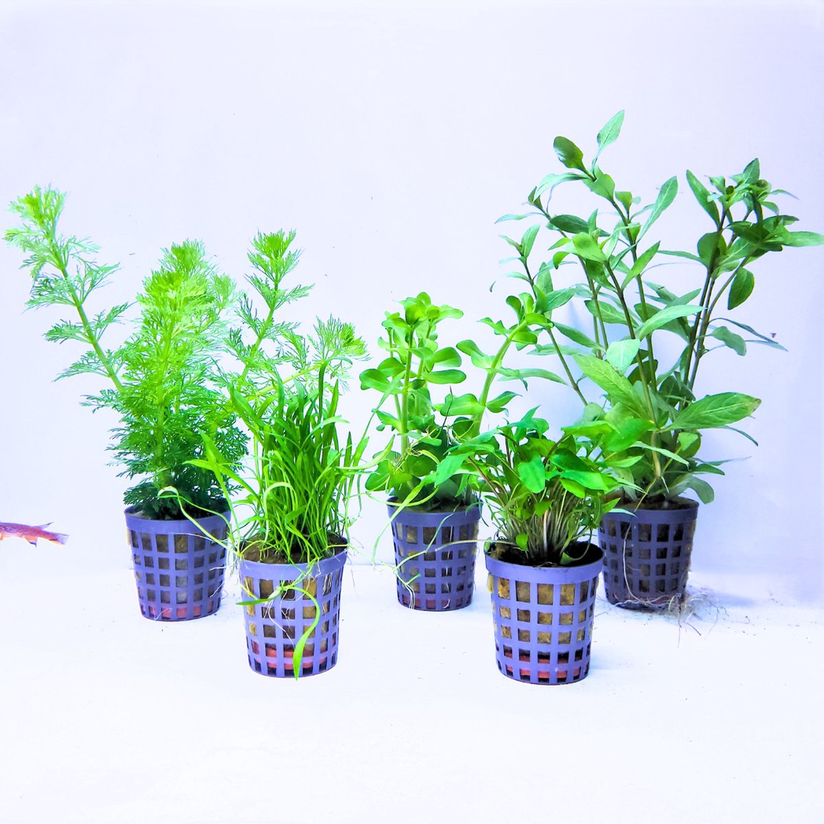 Aquabetta Aquariumplanten Set – 5 Levende Aquariumplanten – Bacopa, Cryptocoryne, Hygrophila, Limnophila & Lilaeopsis Mix – Aquascape Planten Mix – Voorgrond, Midden & Achtergrond