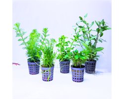 Aquabetta Aquarium Planten Set LAP-003 – 5 Aquariumplanten - Bacopa – Cryptocoryne – Hygrophila – Limnophila – Lilaeopsis – Decoratie – Set met diverse Hoogtes