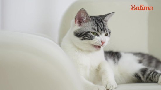 Balimo Voerautomaat - Automatische voerbak voor Katten en Honden - 3L ...