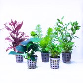Aquabetta Aquariumplanten Set – 5 Levende Aquariumplanten – Voorgrond, Midden & Achtergrond – Complete Plantenmix – Alternanthera, Anubias, Cryptocoryne, Hygrophila, Limnophila – Aquascape Planten